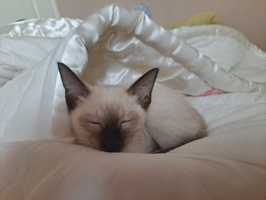 옛날에는 나 고양이 사진 참 잘 찍었던 것 같음_7.jpg