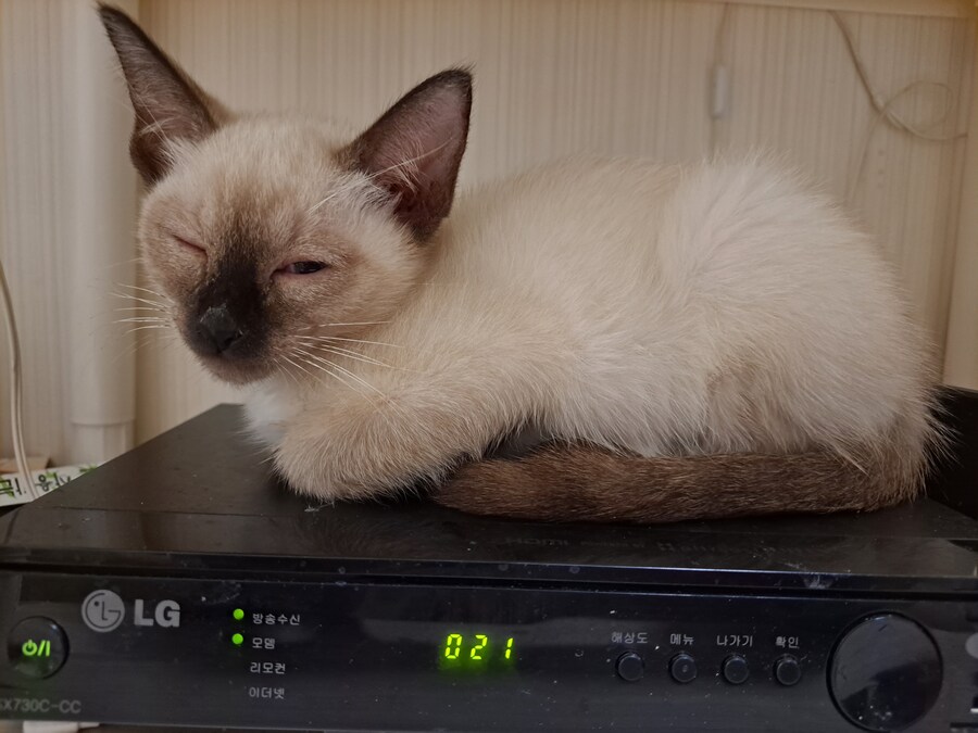 옛날에는 나 고양이 사진 참 잘 찍었던 것 같음_9.jpg
