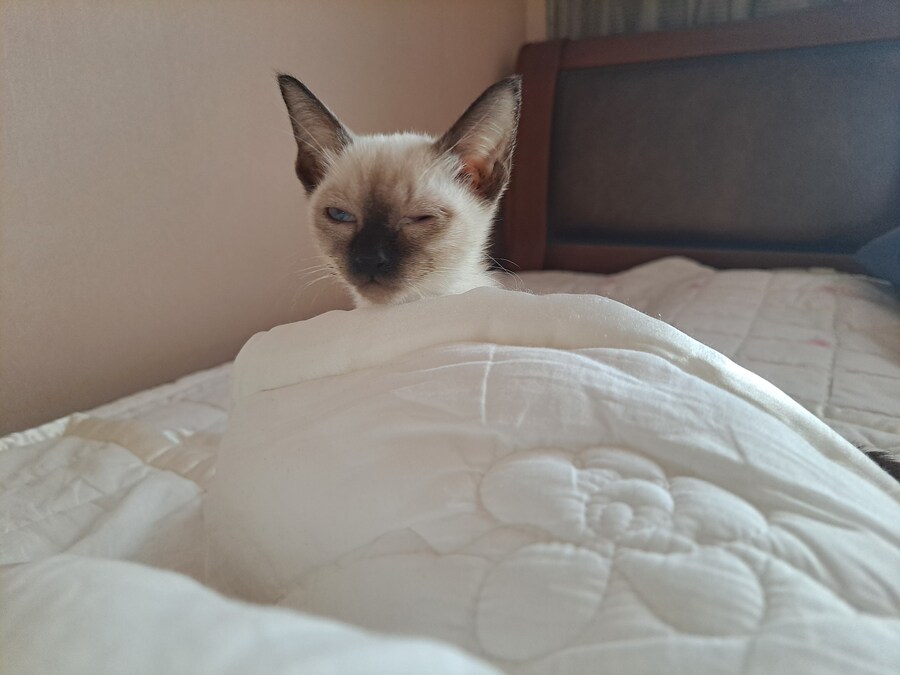 옛날에는 나 고양이 사진 참 잘 찍었던 것 같음_8.jpg