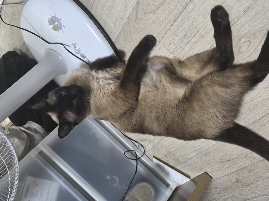 옛날에는 나 고양이 사진 참 잘 찍었던 것 같음_15.jpg