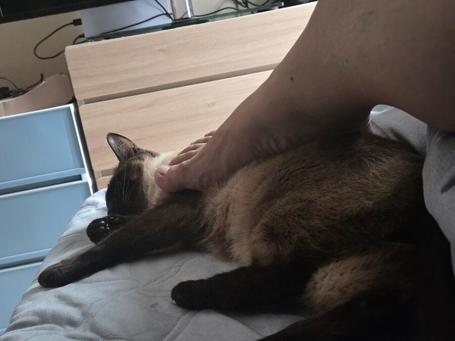 옛날에는 나 고양이 사진 참 잘 찍었던 것 같음_18.jpg