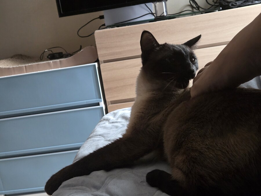 옛날에는 나 고양이 사진 참 잘 찍었던 것 같음_20.jpg