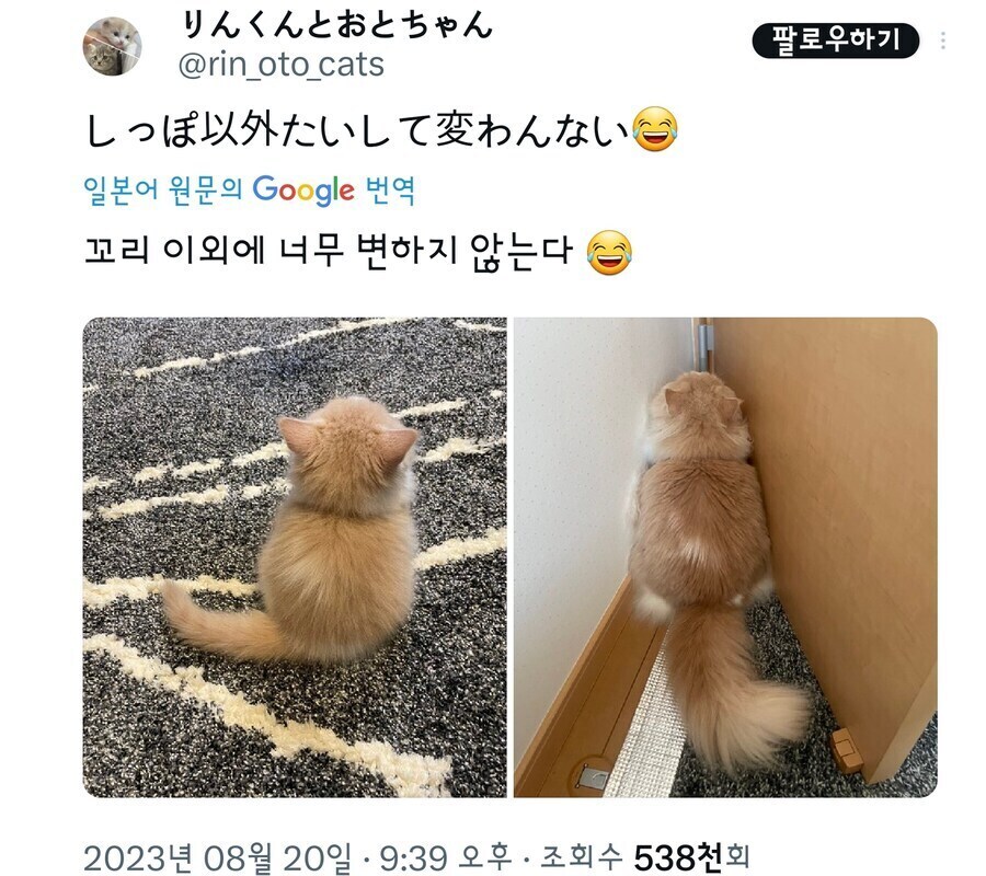 꼬리 이외에 너무 변하지 않는다😂_1.jpg