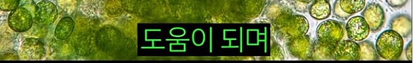 한 때 인류의 희망이라던 미래 식량_10.png