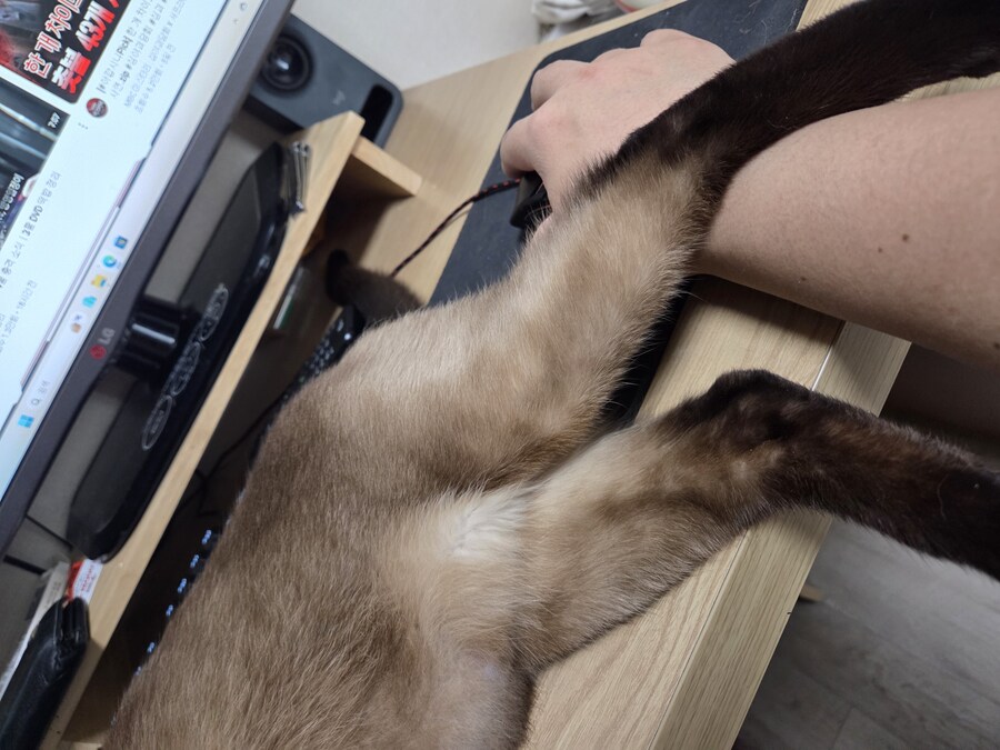 고양이 : 나는 나고 너는 너야! 난 되고 넌 안돼!_1.jpg