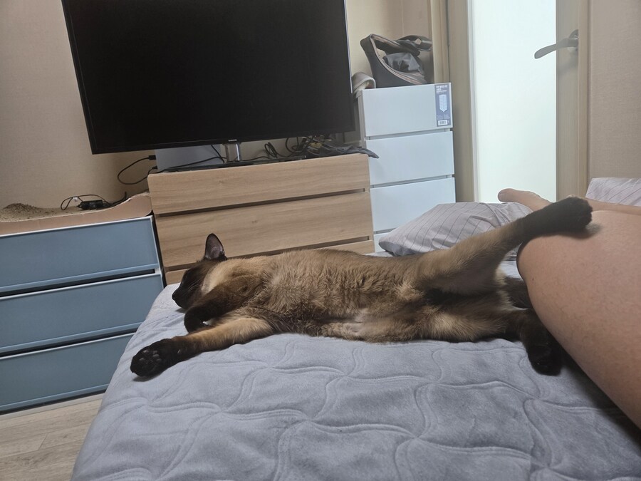 고양이 : 나는 나고 너는 너야! 난 되고 넌 안돼!_5.jpg