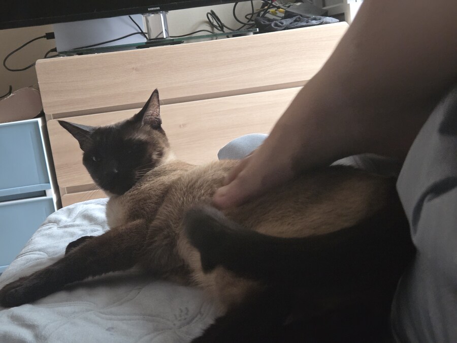 고양이 : 나는 나고 너는 너야! 난 되고 넌 안돼!_7.jpg