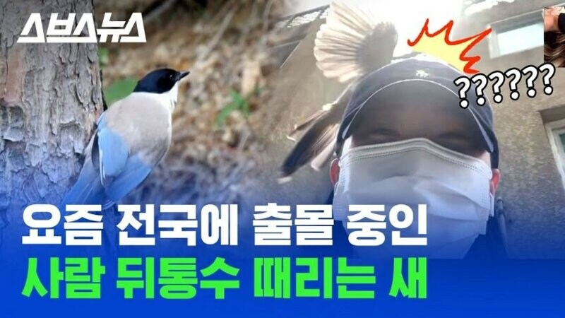 사람 뒤통수 때리는 새_1.jpg
