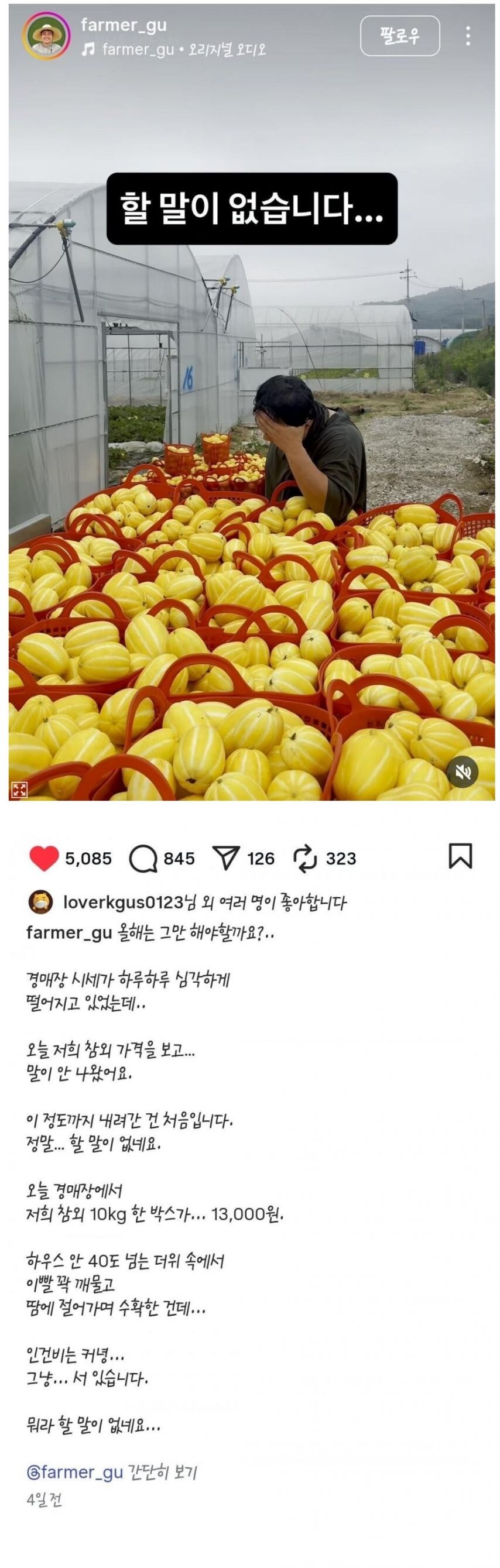 참외농사 근황_1.jpg