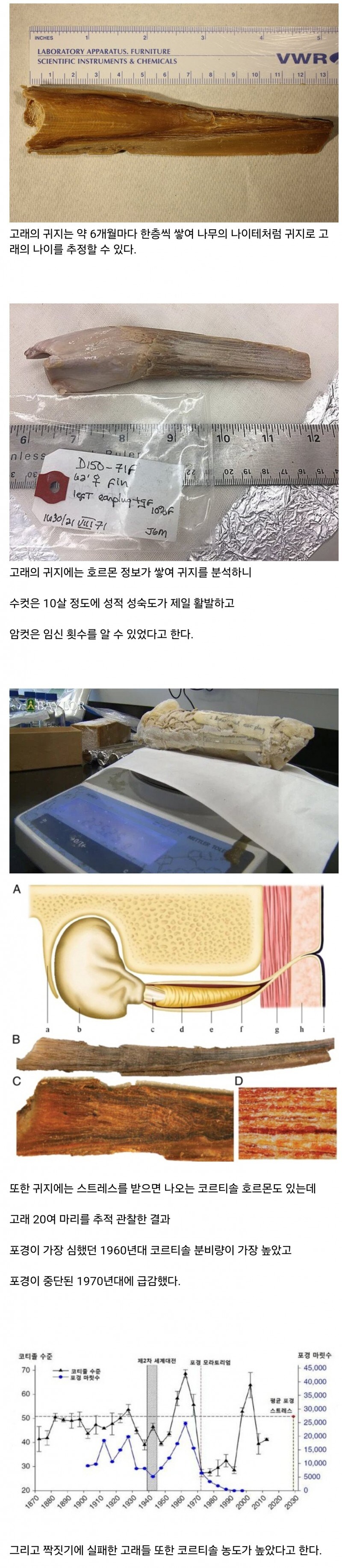 귀지로 알 수 있는 고래의 근황.jpg_1.jpg