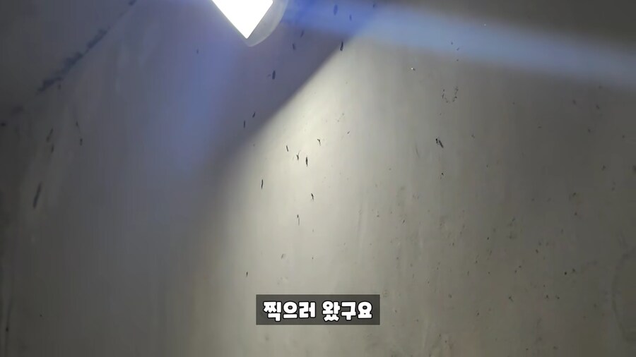 모기 유튜브에서 러브버그 유튜브로 갈아탄 유튜버.jpg_3.png
