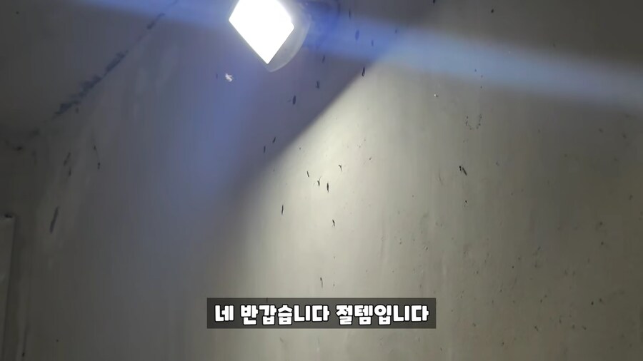 모기 유튜브에서 러브버그 유튜브로 갈아탄 유튜버.jpg_1.png