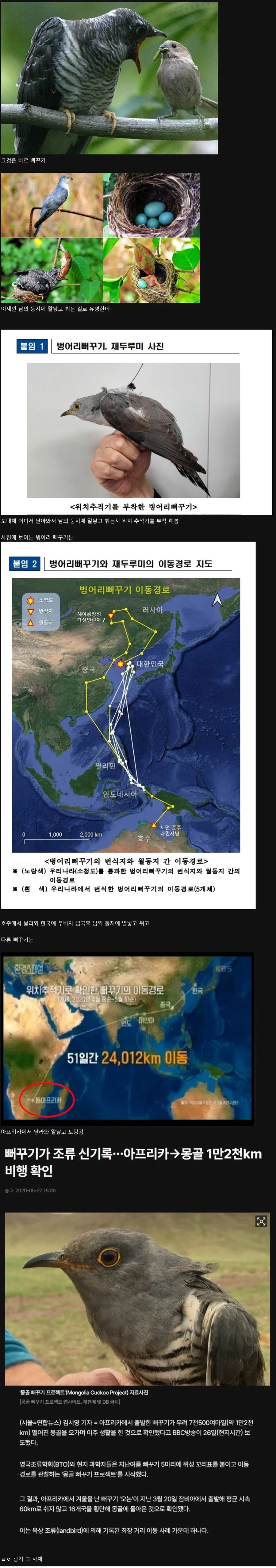 생각보다 더 정신나간 새 였던 뻐꾸기_1.jpg