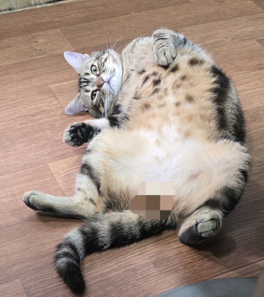 내가 잘 몰라서 그러는데 고양이 원래 이럼?_4.jpg