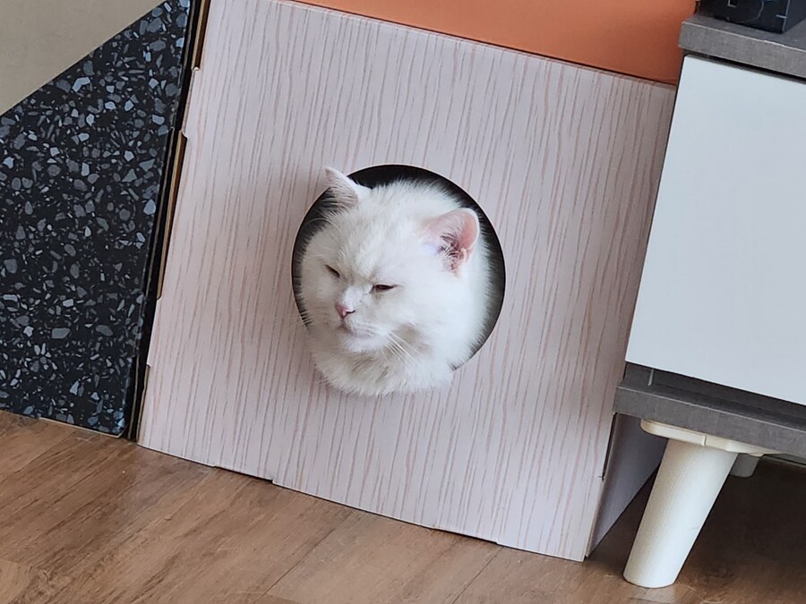 플스를 노리는 야옹이_7.jpg