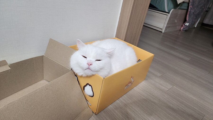 플스를 노리는 야옹이_8.jpg