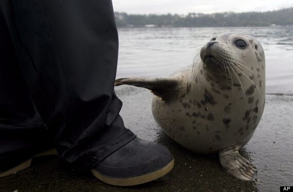 일상) 회사 사무실에 고양이가 들어왔습니다_1.jpg