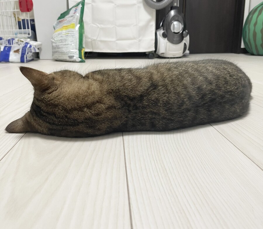 털많은 네코미미 송충이_1.jpg