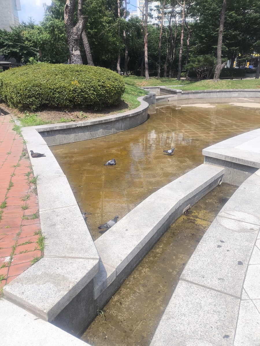 비둘기 피서지_1.jpg