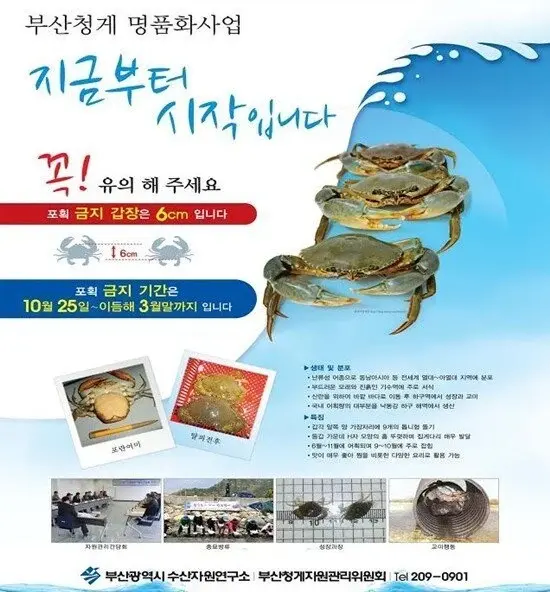 톱날꽃게 근황_1.webp