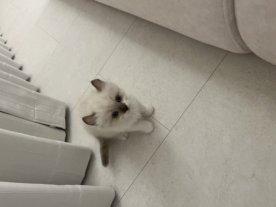 우리 애기 냥이 보고 가십쇼_1.jpg