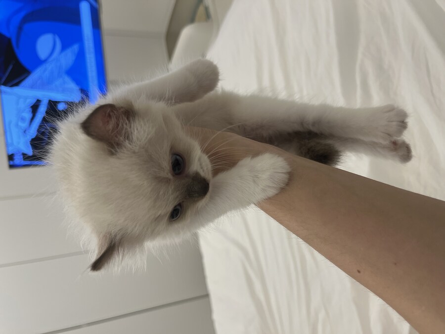 우리 애기 냥이 보고 가십쇼_5.jpg