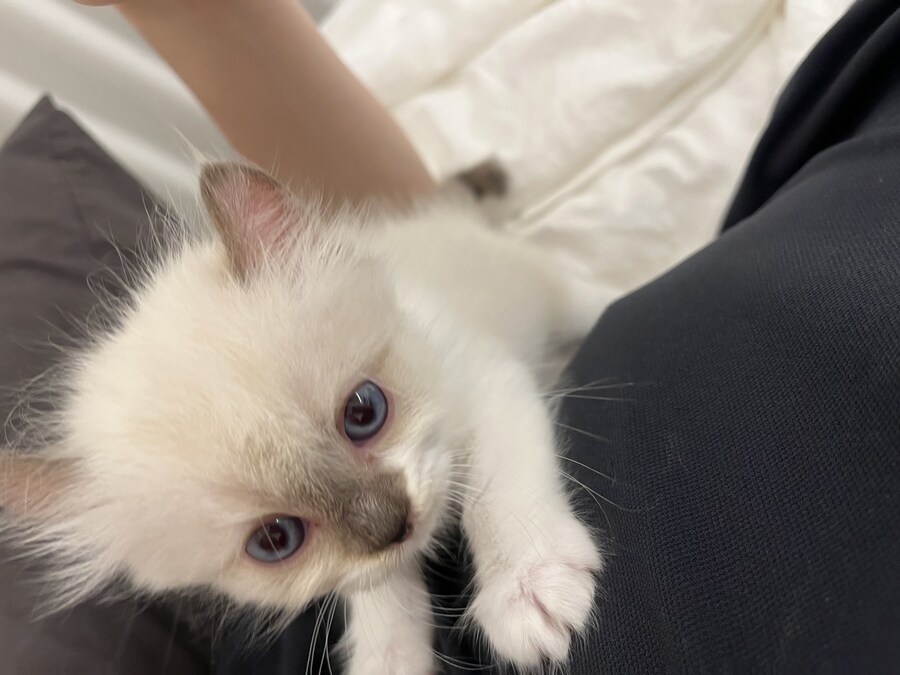 우리 애기 냥이 보고 가십쇼_6.jpg