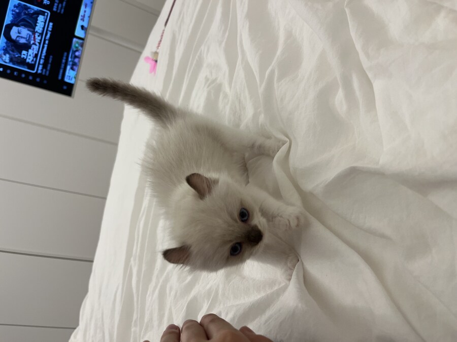 우리 애기 냥이 보고 가십쇼_2.jpg