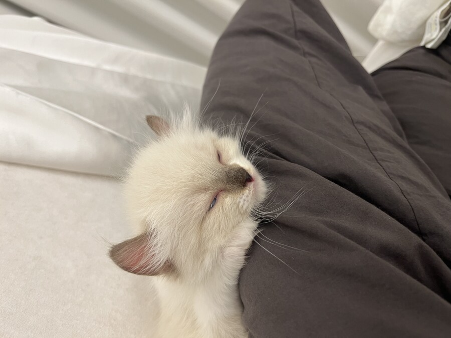 우리 애기 냥이 보고 가십쇼_9.jpg