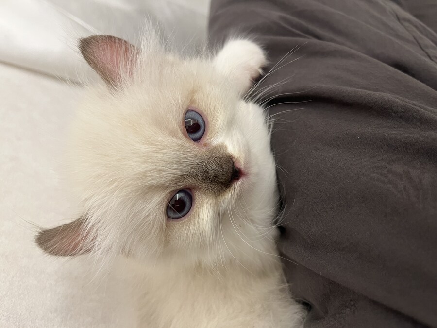 우리 애기 냥이 보고 가십쇼_10.jpg