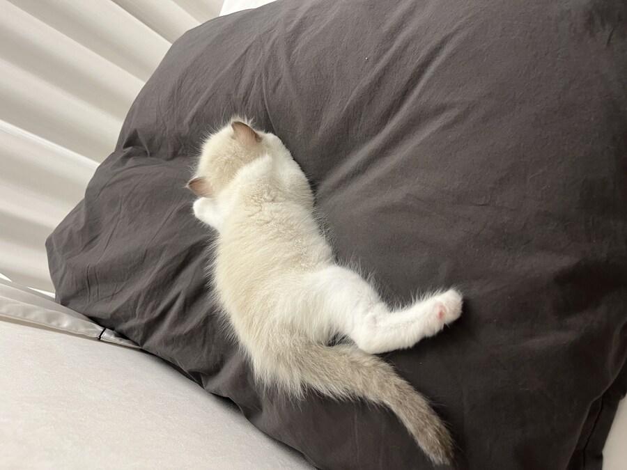 우리 애기 냥이 보고 가십쇼_11.jpg