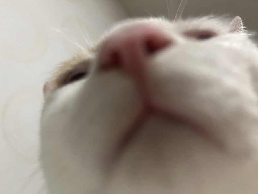 우리 애기 냥이 보고 가십쇼_14.jpg