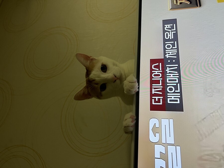 우리 애기 냥이 보고 가십쇼_13.jpg