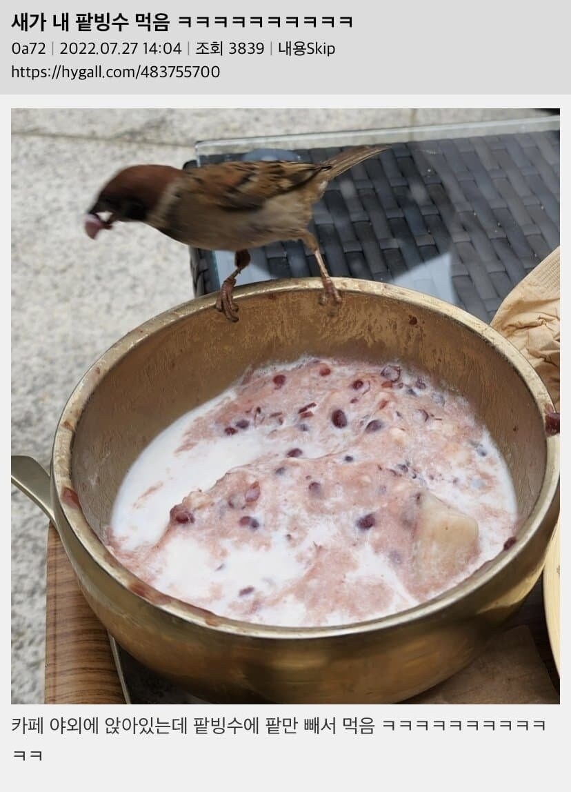 새가 내 팥빙수 먹음 ㅋㅋㅋㅋ_1.jpg