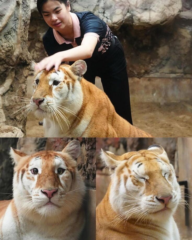 젠레스)귤뾲이는 호랑이가 맞다_2.jpg