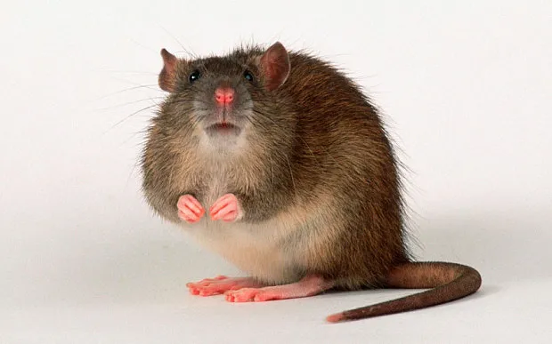 ㅇㅇㄱ)수직고소머시기저시기 루저 쥐 실험 보는거 같네_1.webp