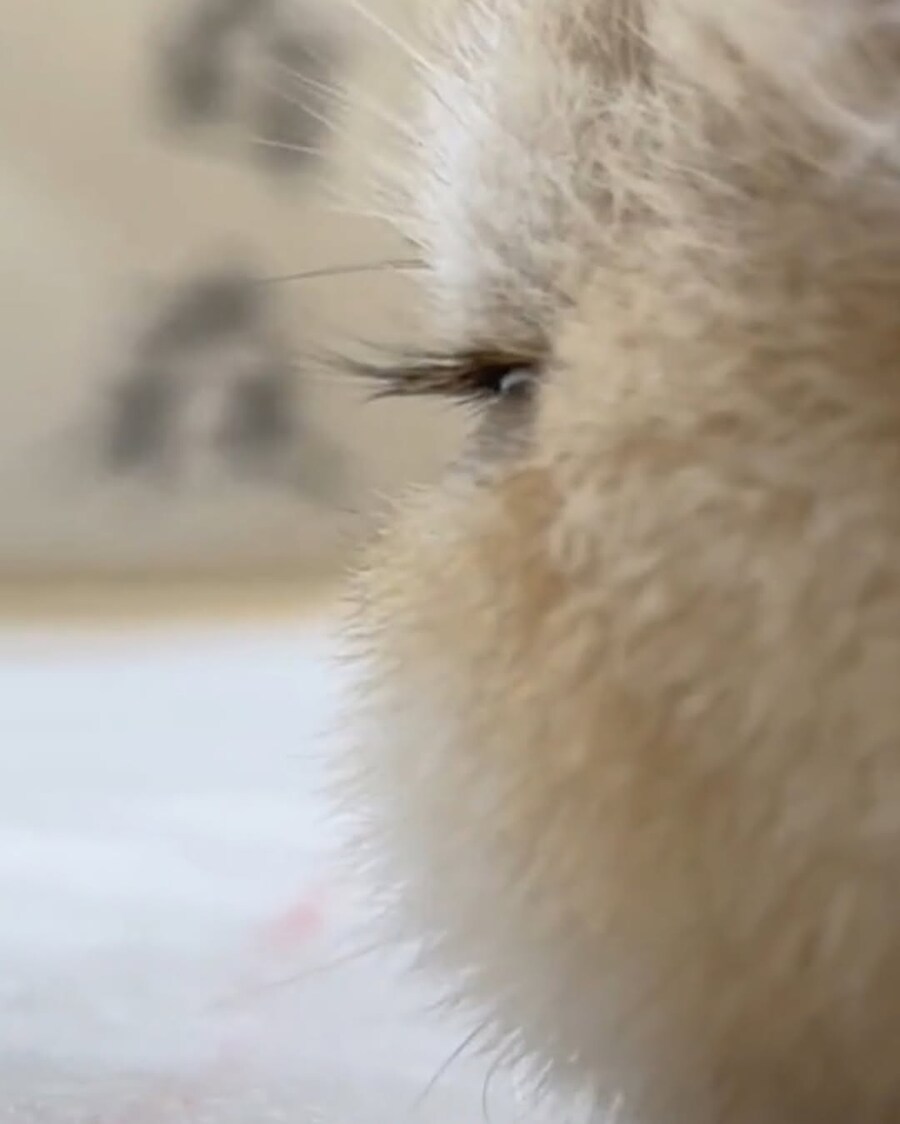 고양이 속 눈썹..._1.jpg