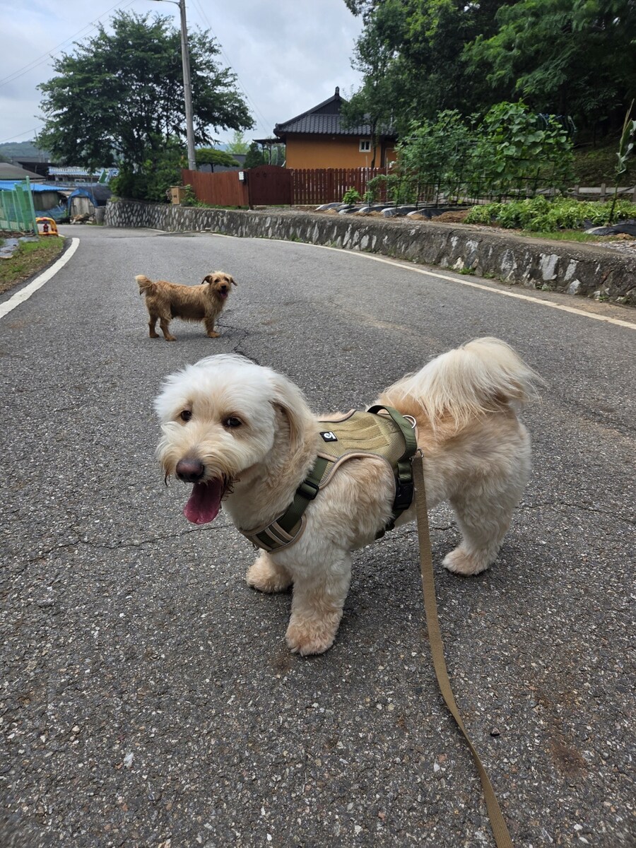 우리집 댕댕이 보구가_1.jpg