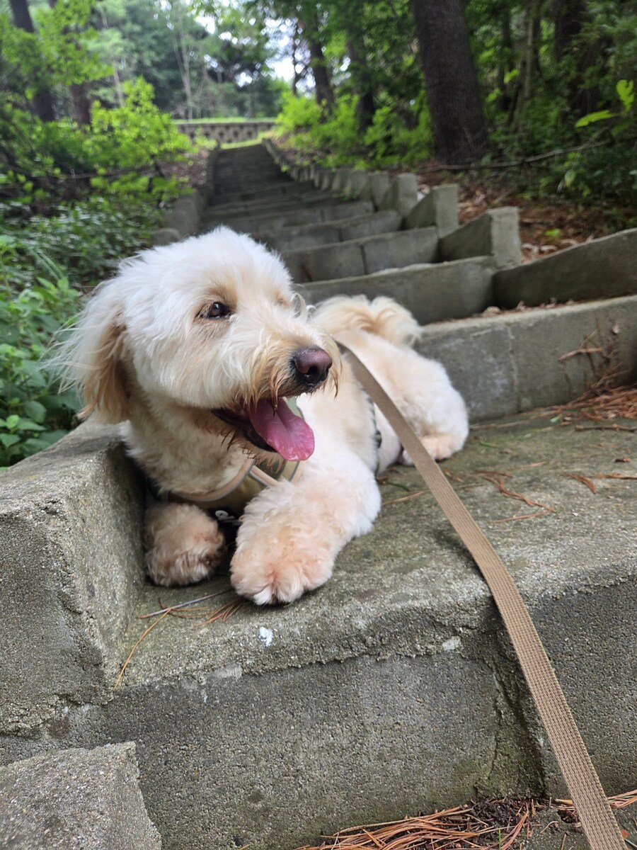 우리집 댕댕이 보구가_2.jpg