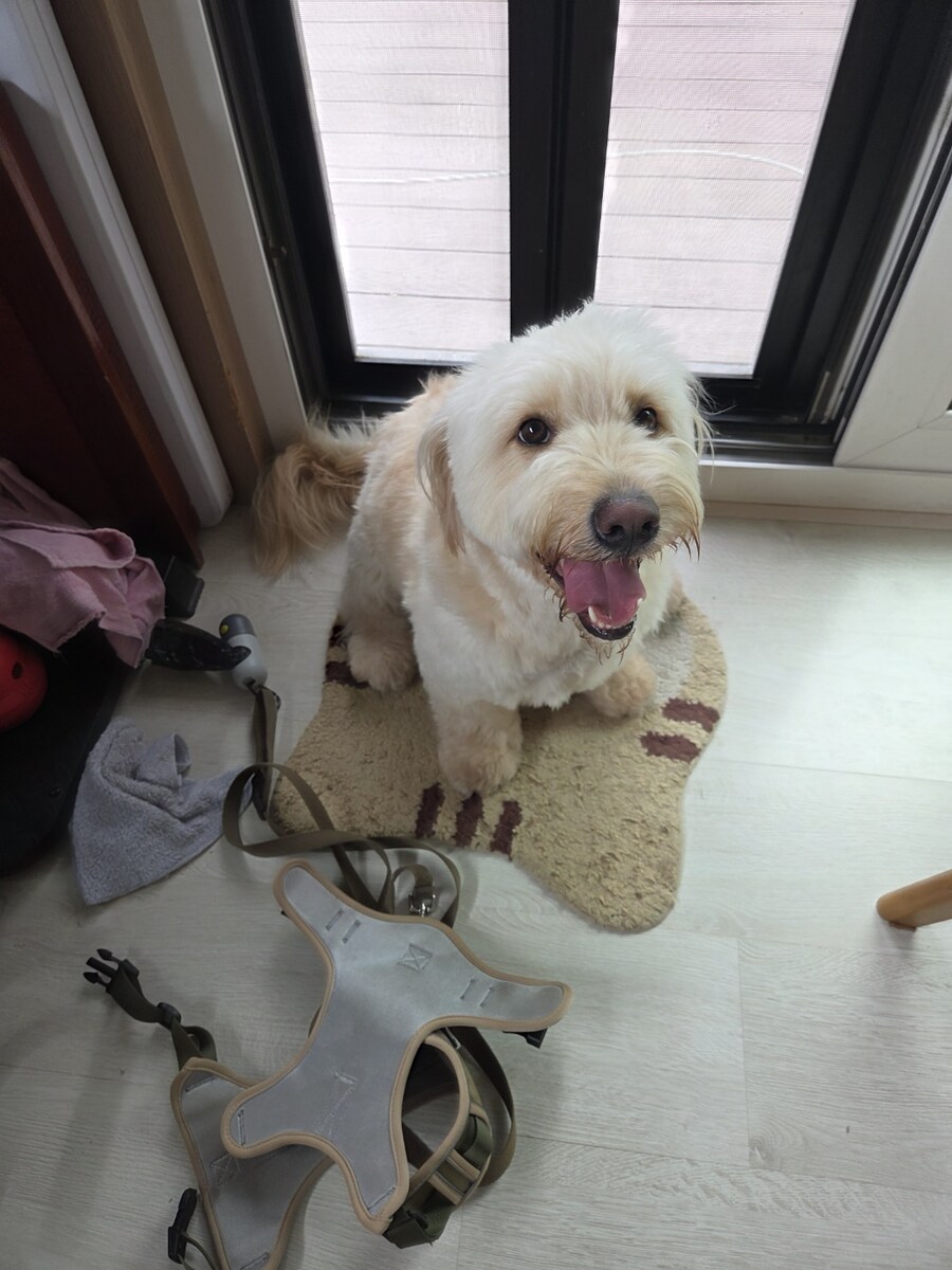 우리집 댕댕이 보구가_4.jpg