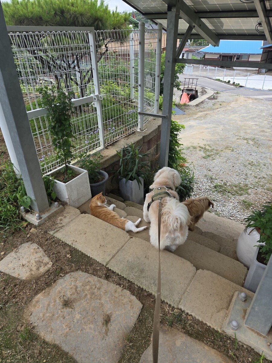 우리집 댕댕이 보구가_5.jpg