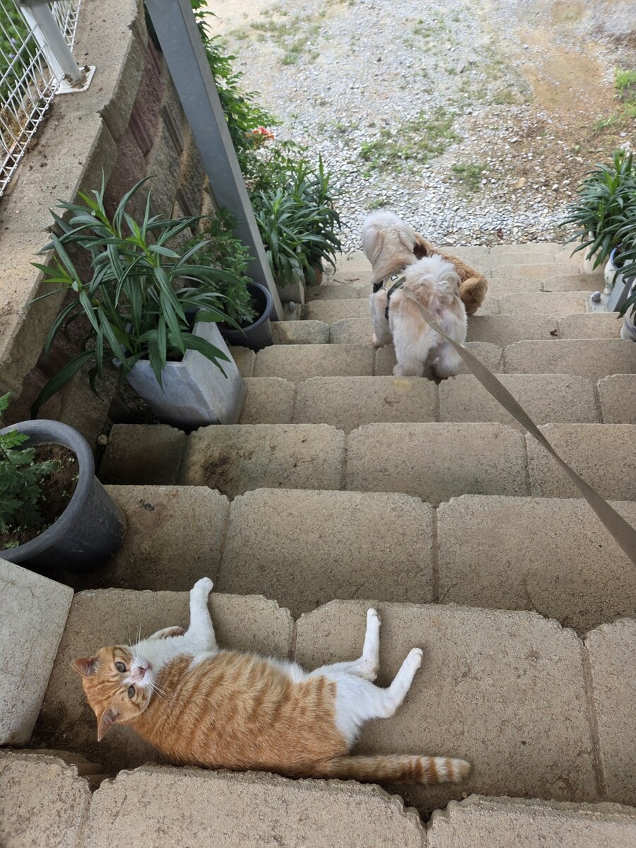 우리집 댕댕이 보구가_6.jpg