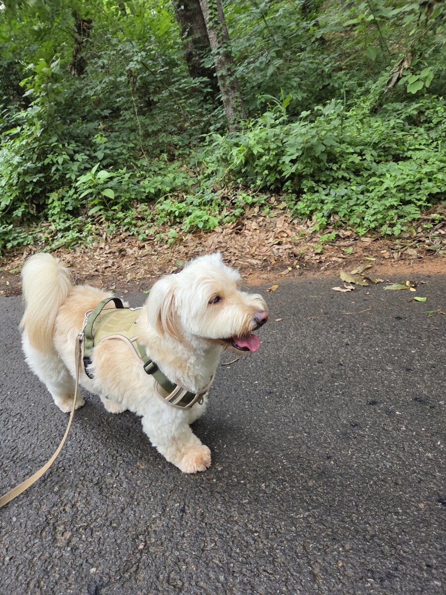 우리집 댕댕이 보구가_7.jpg