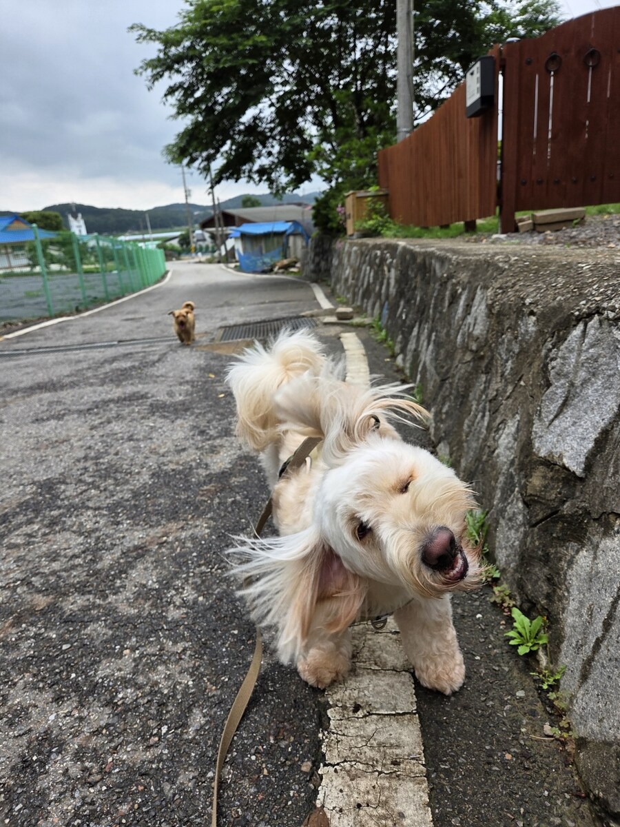 우리집 댕댕이 보구가_8.jpg