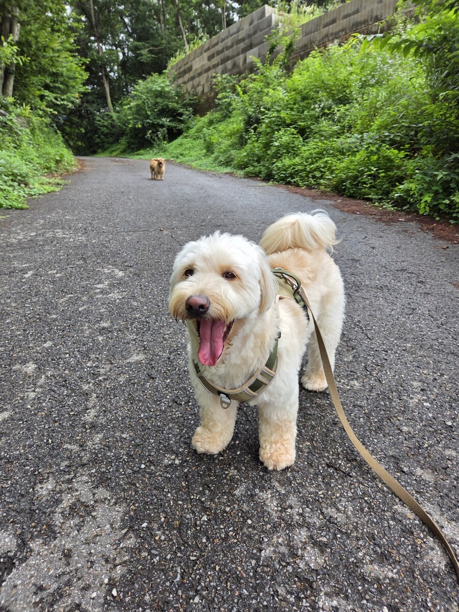우리집 댕댕이 보구가_9.jpg