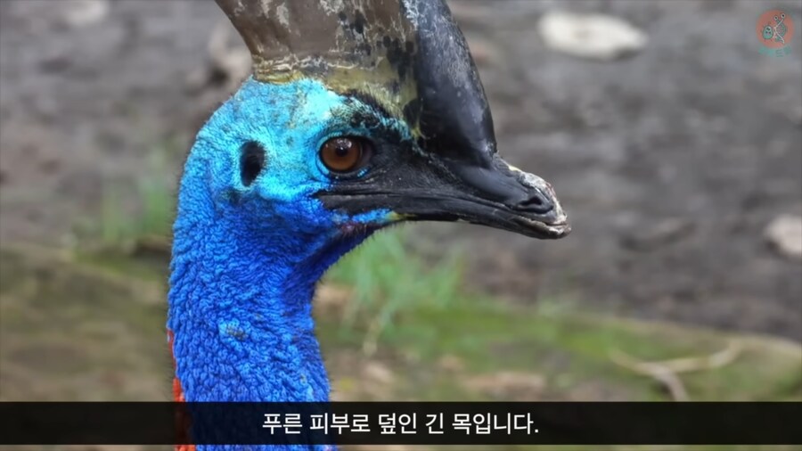 화식조가 날 속였어!_2.png
