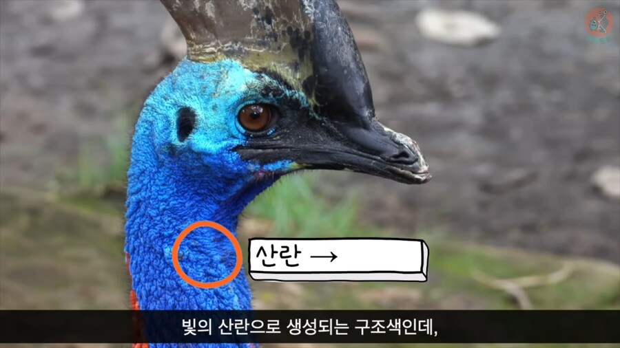 화식조가 날 속였어!_4.png