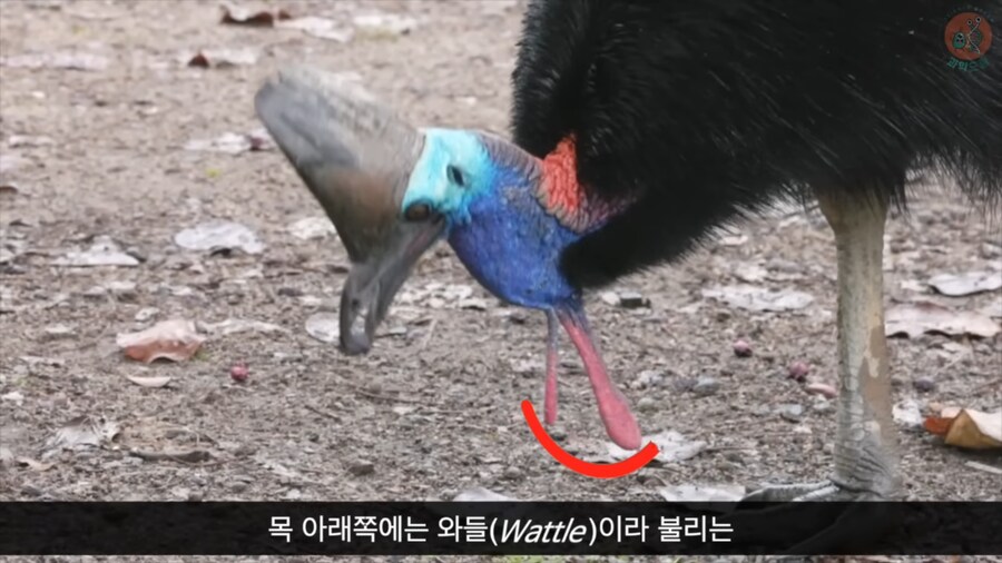 화식조가 날 속였어!_7.png