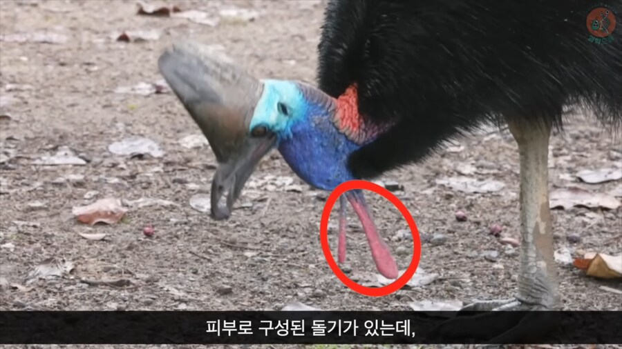 화식조가 날 속였어!_8.png