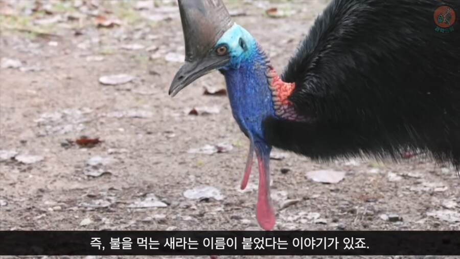 화식조가 날 속였어!_10.png